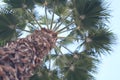 Aesthetic tree, shallow depth of field, socal, canon, 80mm Royalty Free Stock Photo