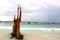 Aesthetic tree trunks on Bira Beach, Bulukumba Regency