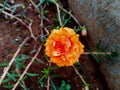 the aesthetics and beauty of orange purslane flowers