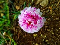 the aesthetics and beauty of pink purslane flowers