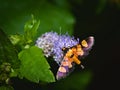 Aethaloessa calidalis Moth Perched On A Weed Flower Royalty Free Stock Photo