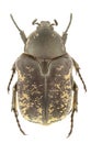 Aethiessa floralis male