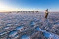 African herders with camel caravan carrying salt in danakil depression