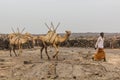 AFAR, ETHIOPIA - MARCH 25, 2019: Camels in Dodom village under Erta Ale volcano in Afar depression, Ethiop