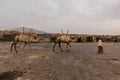 AFAR, ETHIOPIA - MARCH 25, 2019: Camels in Dodom village under Erta Ale volcano in Afar depression, Ethiop