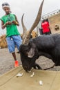 AFAR, ETHIOPIA - MARCH 25, 2019: Goat eating garlic skin in Dodom village under Erta Ale volcano in Afar depression