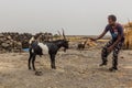 AFAR, ETHIOPIA - MARCH 25, 2019: Man fighting a goat in Dodom village under Erta Ale volcano in Afar depression, Ethiop