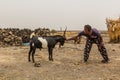AFAR, ETHIOPIA - MARCH 25, 2019: Man fighting a goat in Dodom village under Erta Ale volcano in Afar depression, Ethiop