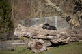 Affe im Zoo Neuwied auf Baumstamm Royalty Free Stock Photo
