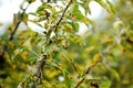 Affected by the fungal disease Gymnosporangium sabinae pear, rust-infected pear leaves Royalty Free Stock Photo