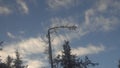 Affected by the fungus spruce died and bent by the wind