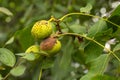 Affected green wallnuts Royalty Free Stock Photo