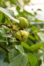 Affected green wallnuts Royalty Free Stock Photo