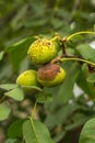 Affected green wallnuts Royalty Free Stock Photo