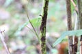 Affected raspberry stalks. Elsinoe veneta on a raspberry branch. Raspberry diseases