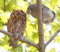 Affection between Eastern screech owl mother and baby perched on a tree branches Royalty Free Stock Photo