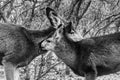 Affection between a mother doe deer and her fawn - mule deer in snow Royalty Free Stock Photo