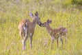 Affection Between Young Fawn And Its Mother