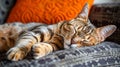 Affectionate and adorable cat cuddling with its owner on a comfortable sofa, showing love and warmth Royalty Free Stock Photo