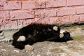 Affectionate black cat with white paws lies on the pavement