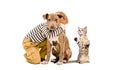 Affectionate boy, pit bull puppy and playful kitten Royalty Free Stock Photo