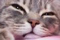 Affectionate cat. close-up of a kitten.