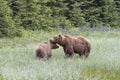 Grizzly Bear Mating Pair with Wildflowers in the Background