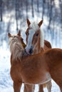 Affectionate horses Royalty Free Stock Photo