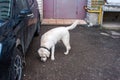 Affectionate and kind dog, breed white labrodor. Walking in the courtyard of a lot of apartment building in the city. Royalty Free Stock Photo