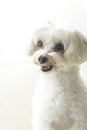 Affectionate look of white poodle in close up