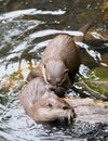 Affectionate otters, wild animals bonding