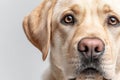 Affectionate Yellow Labrador with a Charming Expression, Capturing the Essence of Loyalty and Love Royalty Free Stock Photo