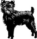 Affenpinscher dog Royalty Free Stock Photo