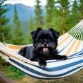 Affenpinscher dog lying in a hammock between two pine trees Royalty Free Stock Photo