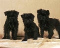 AFFENPINSCHER Royalty Free Stock Photo