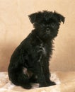AFFENPINSCHER Royalty Free Stock Photo