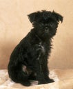 Affenpinscher Dog, Pup sitting Royalty Free Stock Photo
