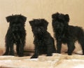 Affenpinscher Dog, Pup sitting Royalty Free Stock Photo