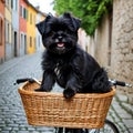 Affenpinscher dog sitting in a basket on a bicycle pedaling through Royalty Free Stock Photo