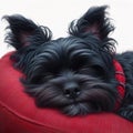 The Affenpinscher dog was sleeping soundly on his red pillow