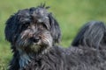 Affenpinscher portrait Royalty Free Stock Photo