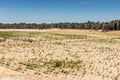 Afforestation of the former sand mine Royalty Free Stock Photo