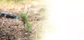 Afforestation and regrow forests. New growth of a small pine sapling and grass growing on the forest floor, with blank space Royalty Free Stock Photo