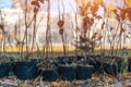 reforestation or set of young trees trunks in pots for planting in fall Royalty Free Stock Photo