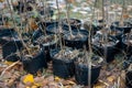 reforestation or set of young trees trunks in pots for planting in fall Royalty Free Stock Photo