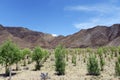 Afforestation in tibet Royalty Free Stock Photo