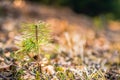 Afforestation. Young pine planted on plot with sandy soil, pine sapling. Small trees. Royalty Free Stock Photo