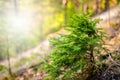 Afforestation. Young spruce planted on plot with nature soil, spruce sapling. Small trees in summer.coniferous tree. Royalty Free Stock Photo