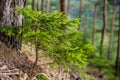 Afforestation. Young spruce planted  on plot with nature soil, spruce sapling. Small trees in summer.coniferous tree. Royalty Free Stock Photo