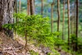 Afforestation. Young spruce planted on plot with nature soil, spruce sapling. Small trees in summer.coniferous tree. Royalty Free Stock Photo